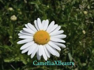 Camellia_XBeauty