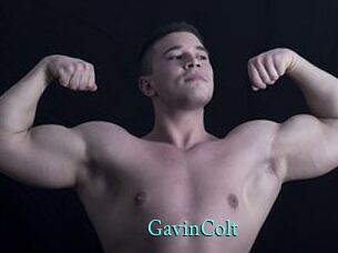 GavinColt