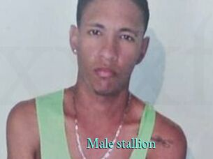 Male_stallion