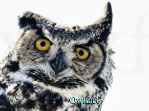 Owlface